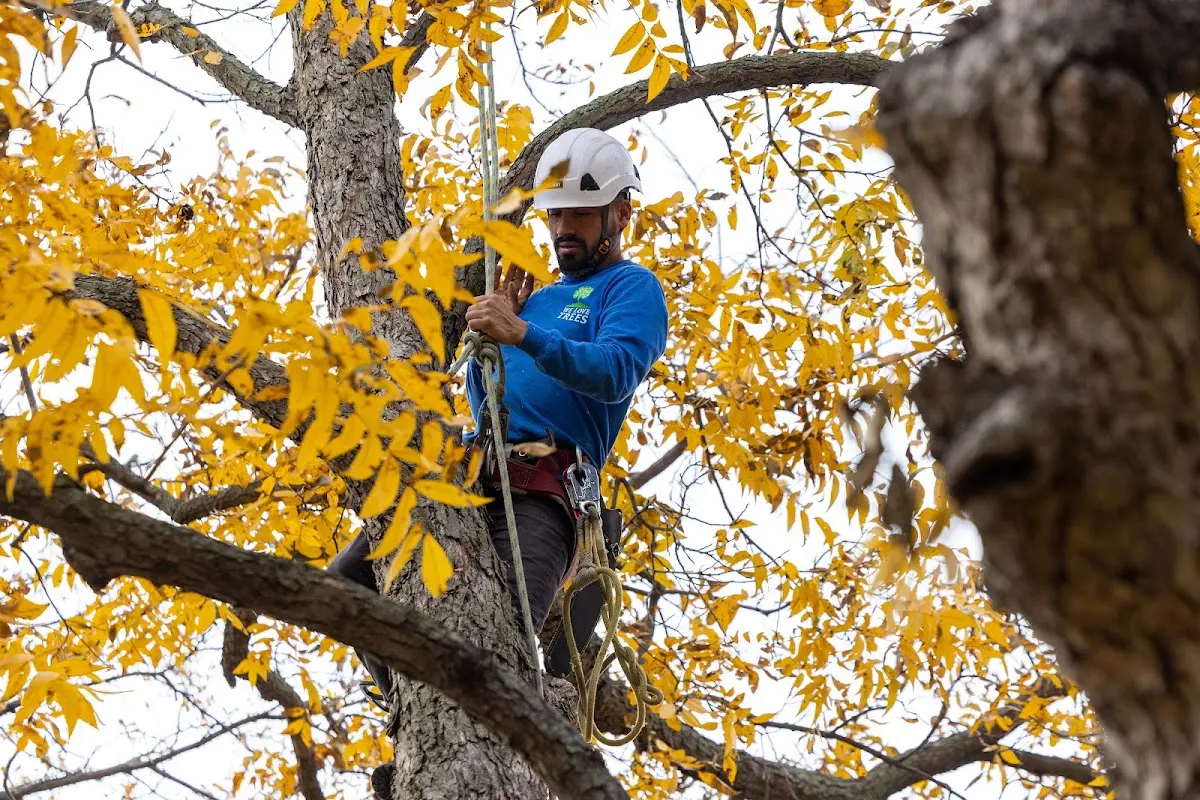 Skilled Tree Pruning crew working in Edison